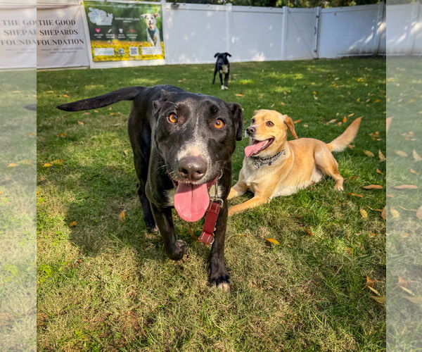Medium Photo #5 Labrador Retriever-Unknown Mix Puppy For Sale in San Diego, CA, USA