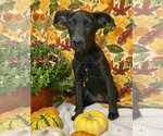 Small Photo #8 Labrador Retriever-Unknown Mix Puppy For Sale in Hillsboro, MO, USA