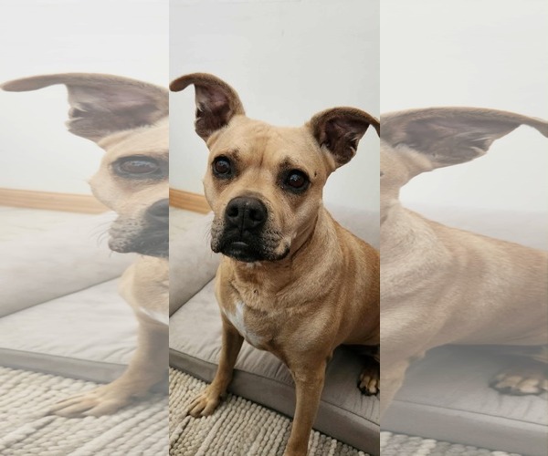 Medium Photo #2 American Pit Bull Terrier-American Staffordshire Terrier Mix Puppy For Sale in Techny, IL, USA