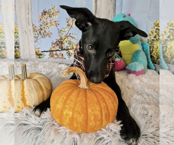 Medium Photo #16 Mutt Puppy For Sale in Fargo, ND, USA