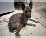 Small #8 Mutt