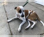 Small #2 American Pit Bull Terrier Mix