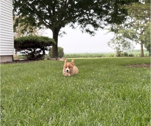 Medium Photo #11 Pembroke Welsh Corgi Puppy For Sale in MILFORD, IN, USA