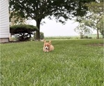 Small Photo #11 Pembroke Welsh Corgi Puppy For Sale in MILFORD, IN, USA