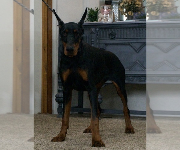 Medium Photo #8 Doberman Pinscher Puppy For Sale in WARSAW, IN, USA