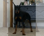 Small #7 Doberman Pinscher