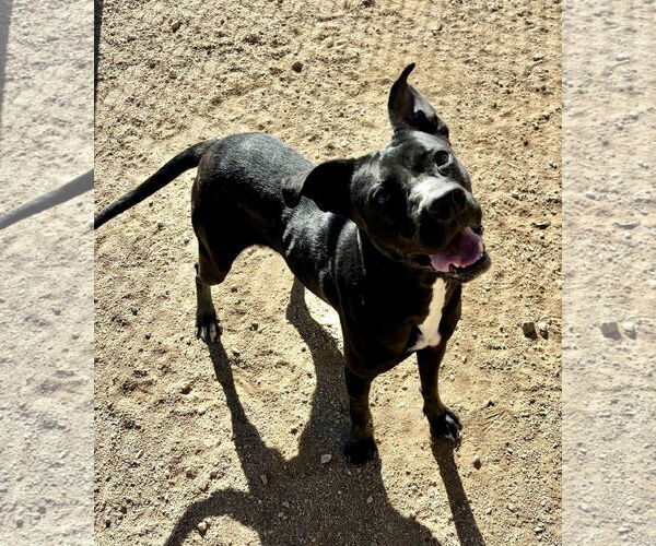 Medium Photo #3 American Pit Bull Terrier-Labrador Retriever Mix Puppy For Sale in Chandler, AZ, USA
