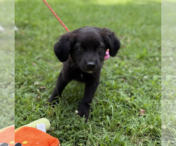Medium Photo #3 Labrador Retriever Puppy For Sale in Yardley, PA, USA
