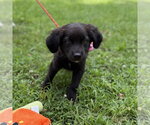 Small #2 Labrador Retriever