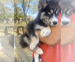 Small Photo #15 Siberian Husky Puppy For Sale in KANSAS CITY, MO, USA