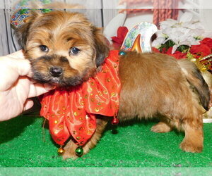 Shorkie Tzu Puppy for sale in HAMMOND, IN, USA