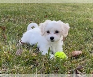 Cavachon Puppy for sale in KANSAS CITY, KS, USA