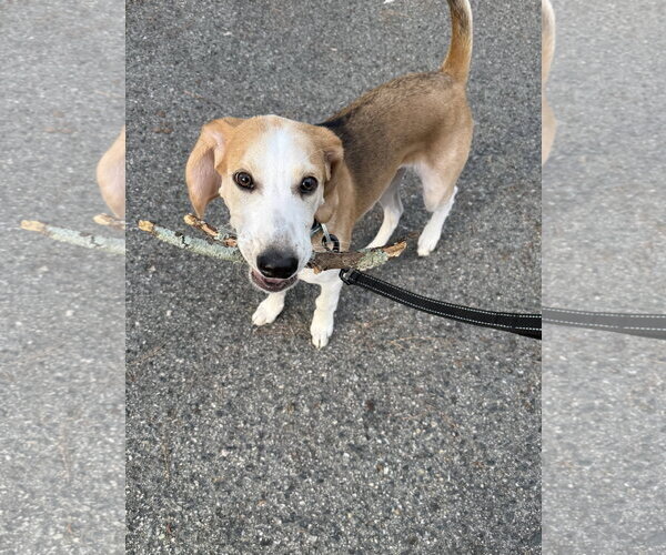 Medium Photo #5 American Foxhound Puppy For Sale in Holly Springs, NC, USA