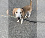 Small #4 American Foxhound