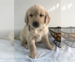 Small Photo #1 Golden Retriever Puppy For Sale in GOSHEN, IN, USA