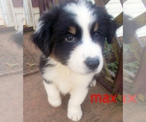 Australian Shepherd Puppy for sale in GLADE HILL, VA, USA