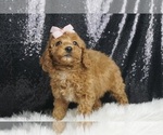 Puppy AKC Cora Poodle (Miniature)