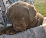 Small Photo #3 Labrador Retriever Puppy For Sale in SENECA FALLS, NY, USA