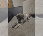 Small #1 Mastiff