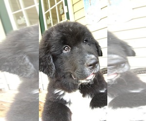 Great Pyrenees-Newfoundland Mix Puppy for sale in GRAYSVILLE, OH, USA