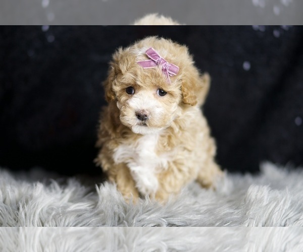 Medium Photo #5 Maltipoo Puppy For Sale in WARSAW, IN, USA