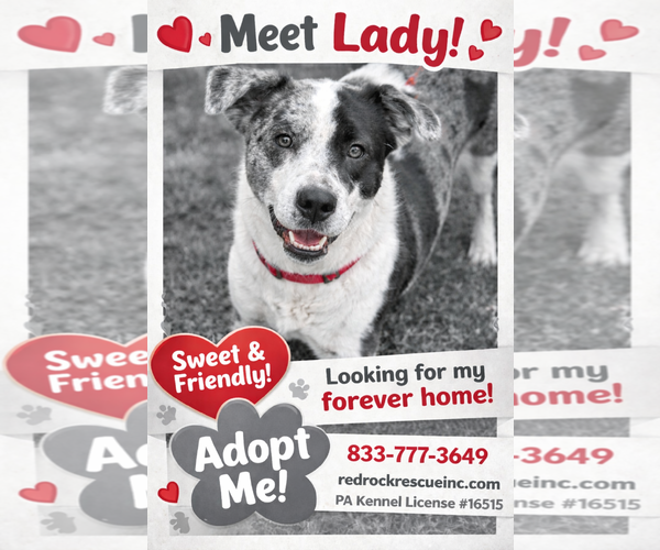 Medium Photo #3 Catahoula Leopard Dog-Labrador Retriever Mix Puppy For Sale in Walnutport, PA, USA