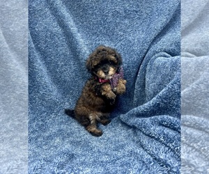 Poodle (Toy) Puppy for sale in JEFFERSONVILLE, IN, USA