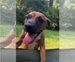 Small #3 Bulldog Mix