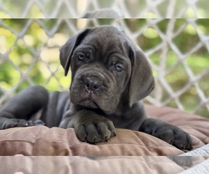 Cane Corso Puppy for sale in NEWTON, NJ, USA
