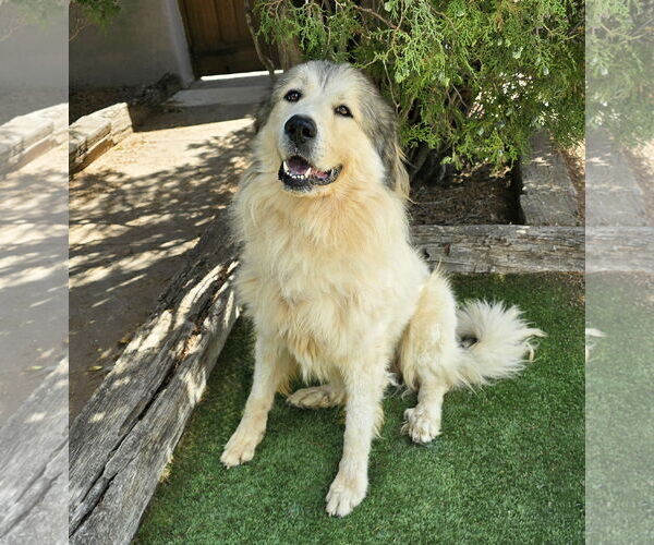 Medium Photo #4 Great Pyrenees Puppy For Sale in Albuquerque, NM, USA