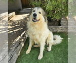 Small #3 Great Pyrenees
