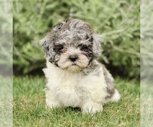 ShihPoo Puppy for sale in GORDONVILLE, PA, USA