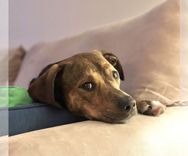 Medium Photo #7 Mutt Puppy For Sale in Holly Springs, NC, USA