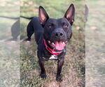 Small #1 American Pit Bull Terrier