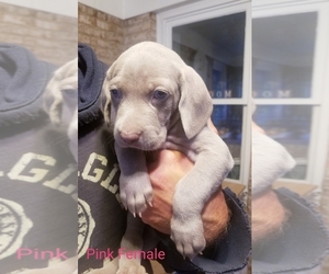 Weimaraner Puppy for sale in GLEN ROCK, PA, USA