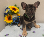 Small #3 French Bulldog