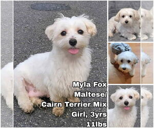 Cairmal Dogs for adoption in Seattle, WA, USA