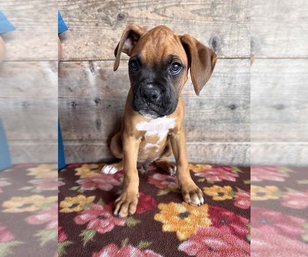 Medium Photo #7 Boxer Puppy For Sale in VERMONTVILLE, MI, USA