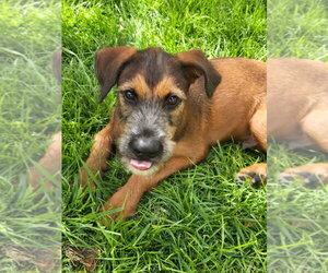 Mutt Dogs for adoption in Salt Lake City, UT, USA