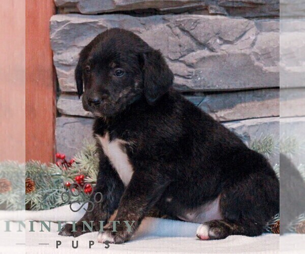 Medium Photo #3 Bernedoodle (Miniature)-Labrador Retriever Mix Puppy For Sale in LEBANON, PA, USA
