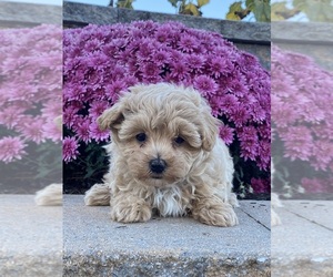 Maltipoo Puppy for sale in CANOGA, NY, USA