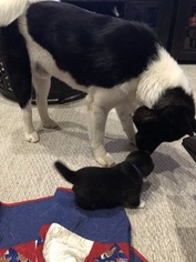 Father of the Akita puppies born on 10/19/2018
