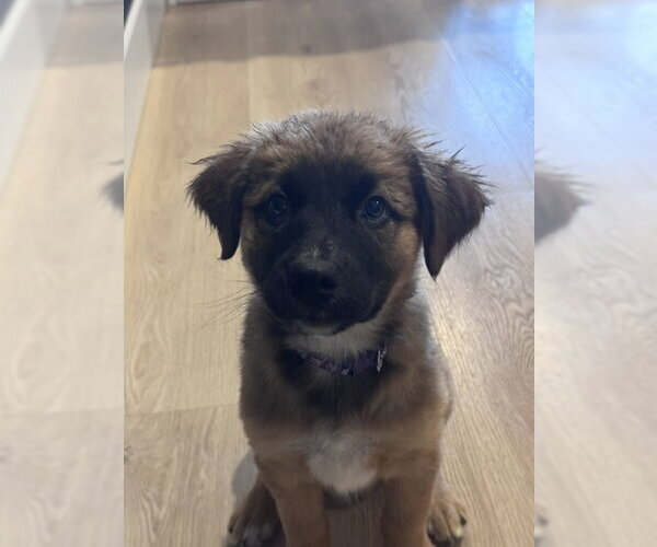 Medium Photo #3 Mutt Puppy For Sale in Sandy, UT, USA
