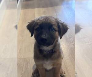 Luella - Female Mutt Dog for Adoption - Photo #3