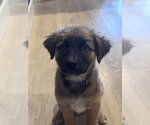 Small Photo #3 Mutt Puppy For Sale in Sandy, UT, USA
