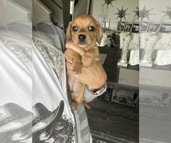 Medium Photo #6 Dachshund Puppy For Sale in SAN DIEGO, CA, USA