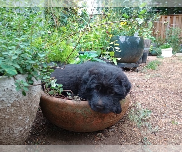 Medium Photo #1 Chinese Shar-Pei-Poodle (Standard) Mix Puppy For Sale in PORTLAND, OR, USA
