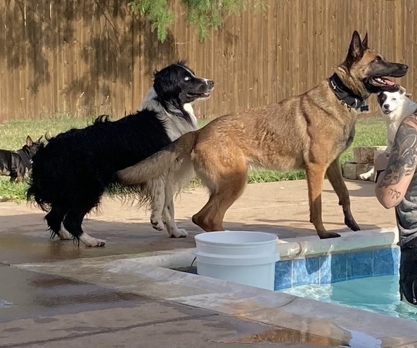Medium Photo #24 Belgian Malinois Puppy For Sale in CROWLEY, TX, USA