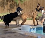 Small Photo #24 Belgian Malinois Puppy For Sale in CROWLEY, TX, USA