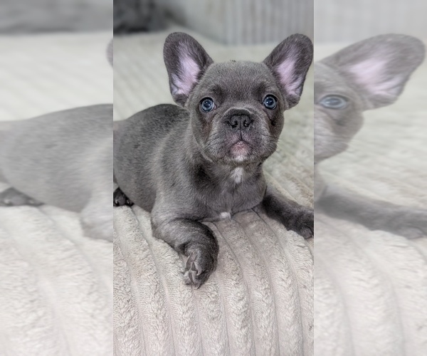 Medium Photo #2 French Bulldog Puppy For Sale in ARVERNE, NY, USA